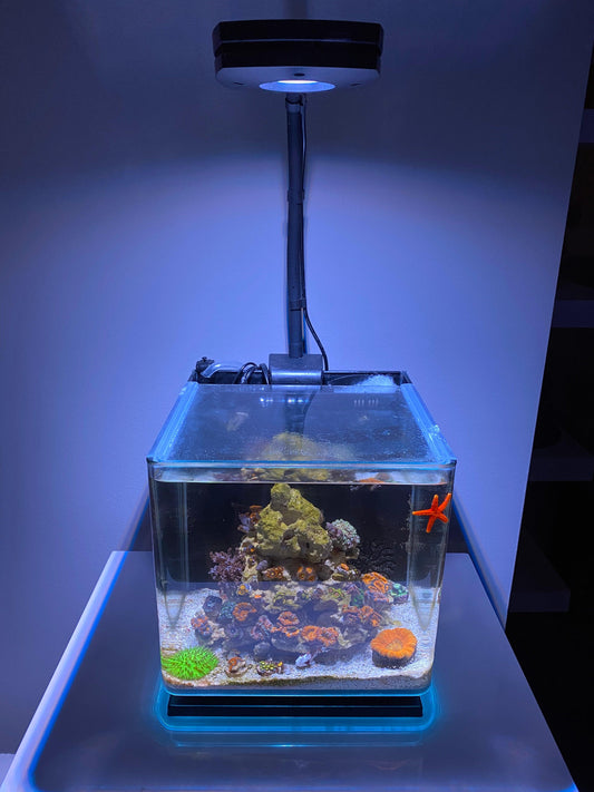 Saltwater Tank Maintenance 101 - Koral King - Koral King