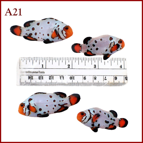 A21 Jumbo Sapphire Extreme Bullethole Clownfish Pair