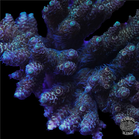 Acropora Frag