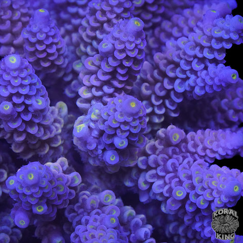 Acropora Frag