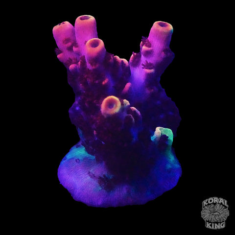 TSA Fruity Pebbles Acropora Frag