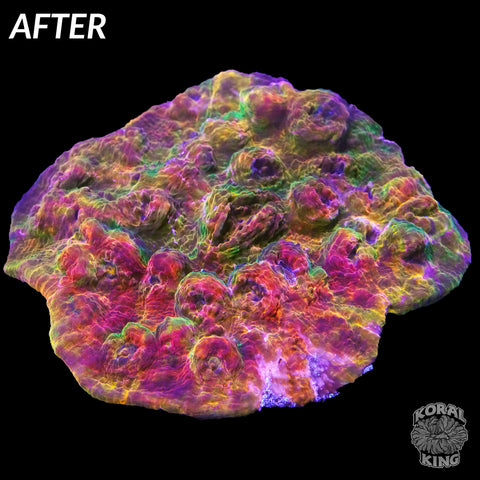 Morphed Rainbow Chalice Colony