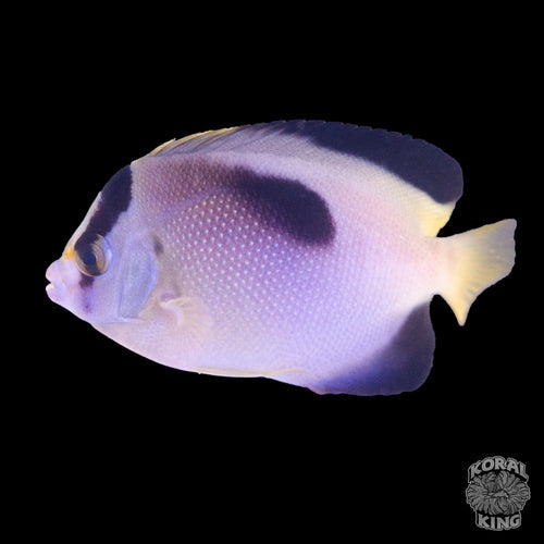Golden Nebula Angelfish