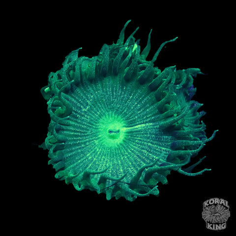 Aquagreen Zoa