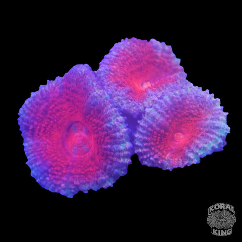 Red and Blue Acan (WYSIWYG)