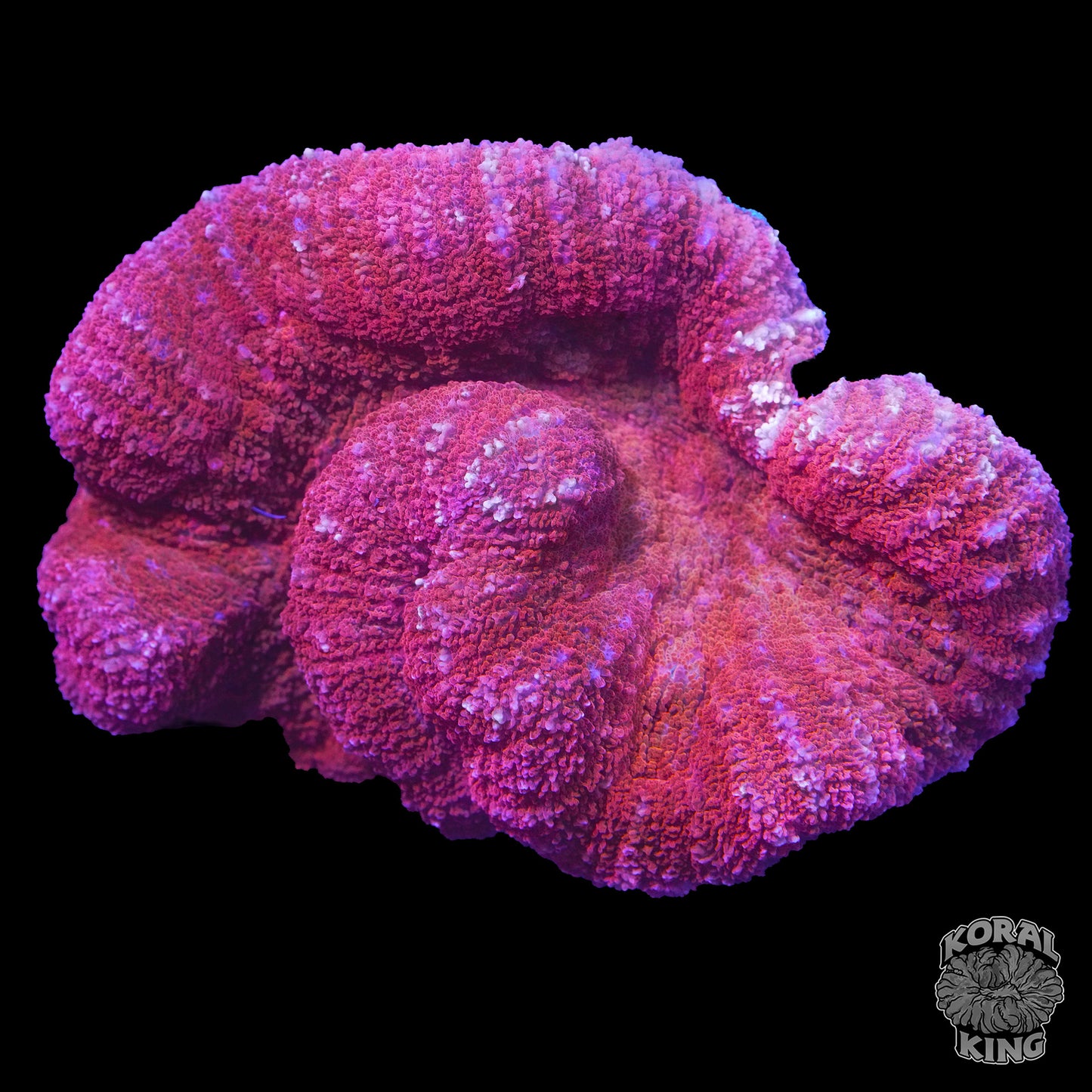 Barbie Lobophyllia