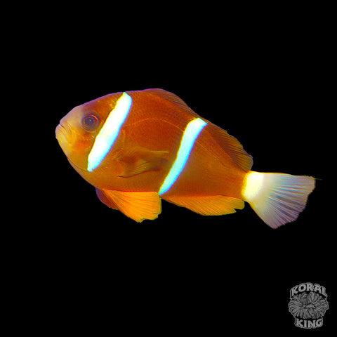 Barrier Reef Clownfish