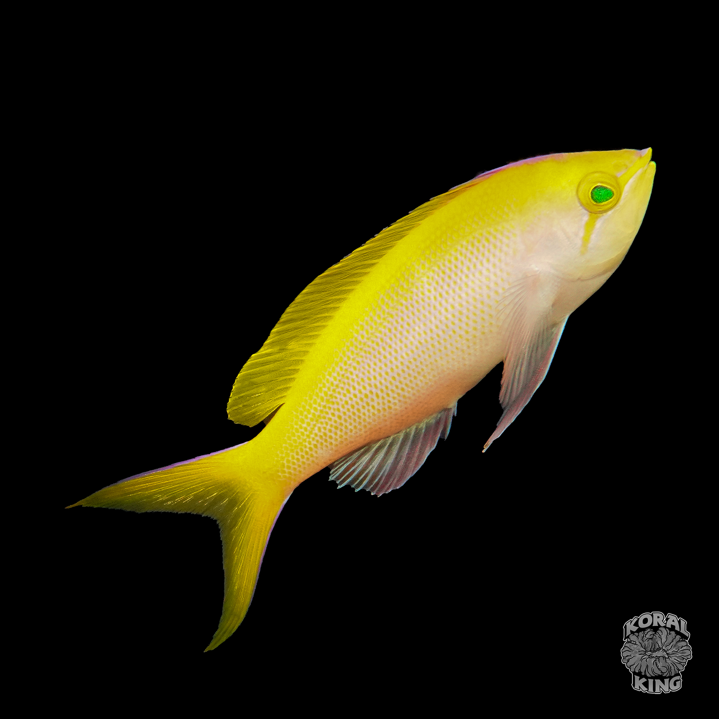 Bartlett Anthias - Koral King