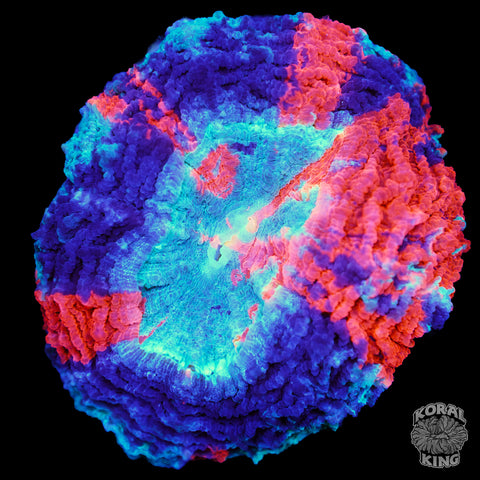 Black Rim Rainbow Acantho