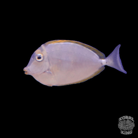 Blonde Naso Tang