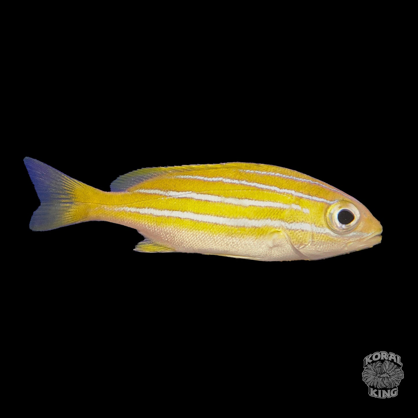 Blueline Snapper