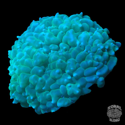 Bubble Colony