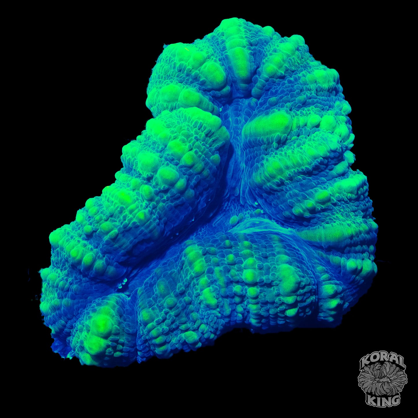 Buzz Lightyear Lobophyllia