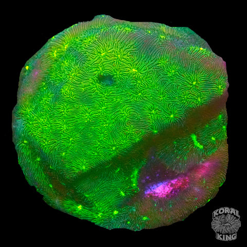 TSA Northern Lights Leptoseris Coral
