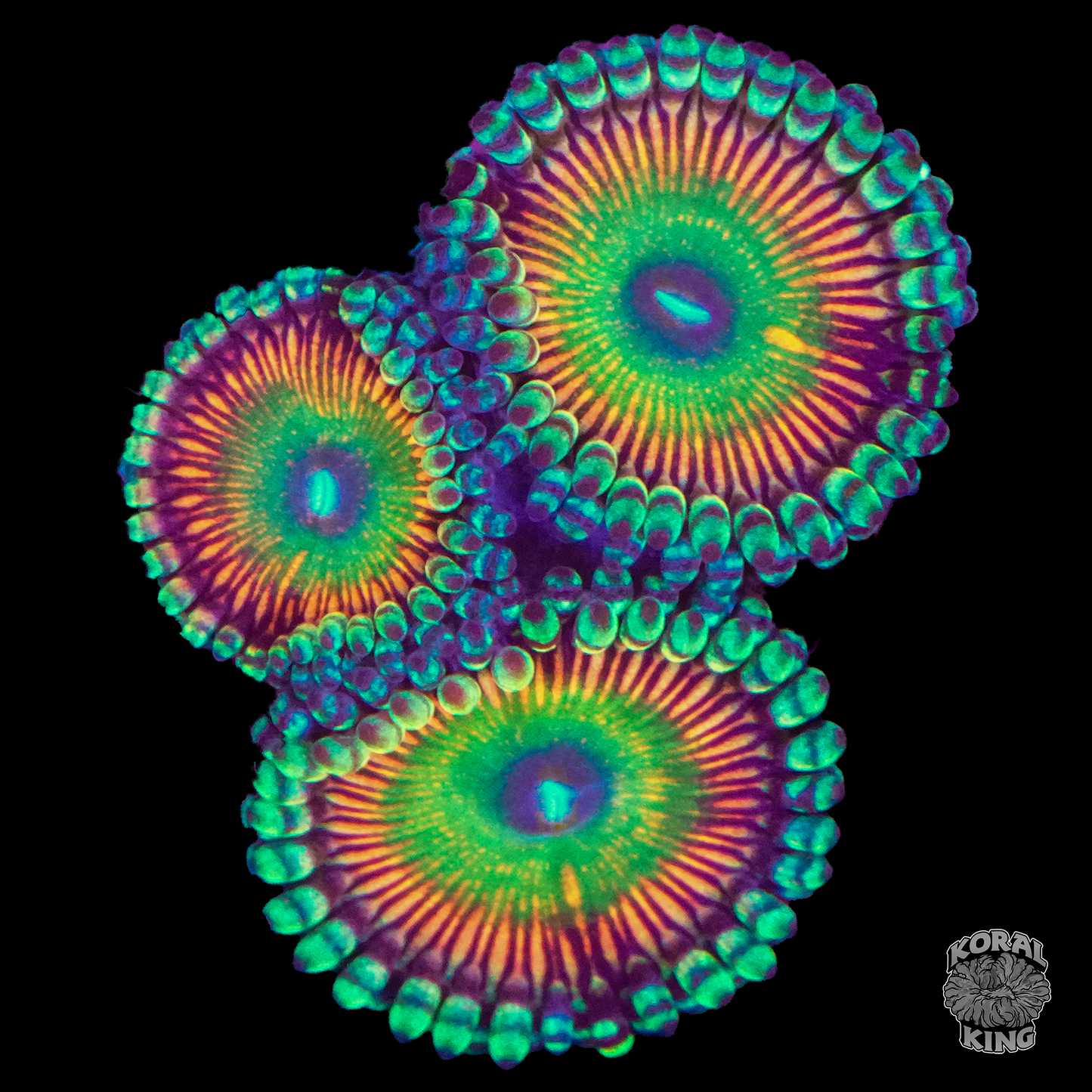 Candy Apple Zoa