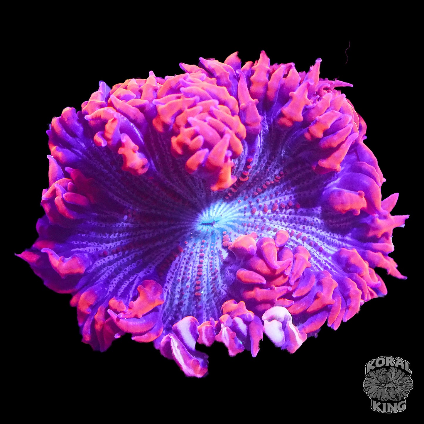 Candy Land Rock Flower