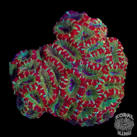 Candyland Aussie Lord Frag
