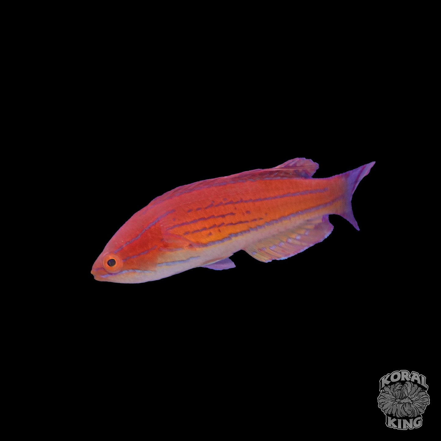 Carpenter Flasher Wrasse- - Koral King