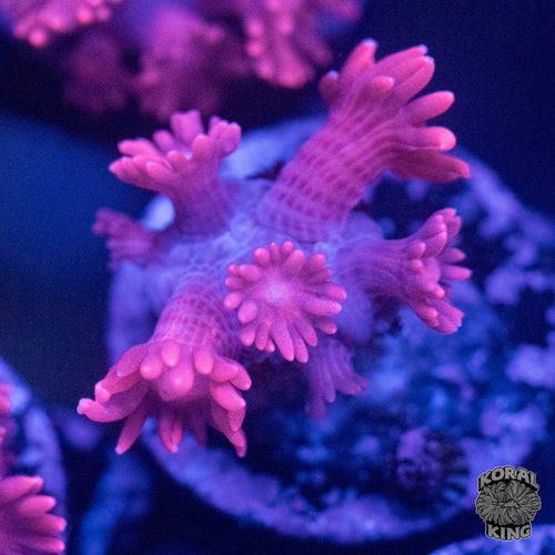Cherry Slush Goniopora