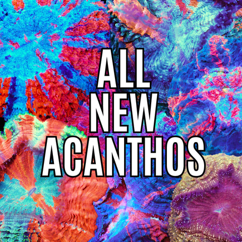 Bring the rainbow to your tank!