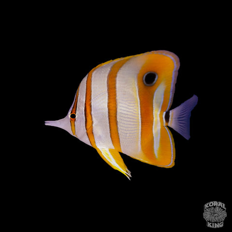 Copperband Butterflyfish