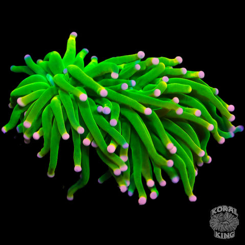 Pink Tip Holy Grail Torch