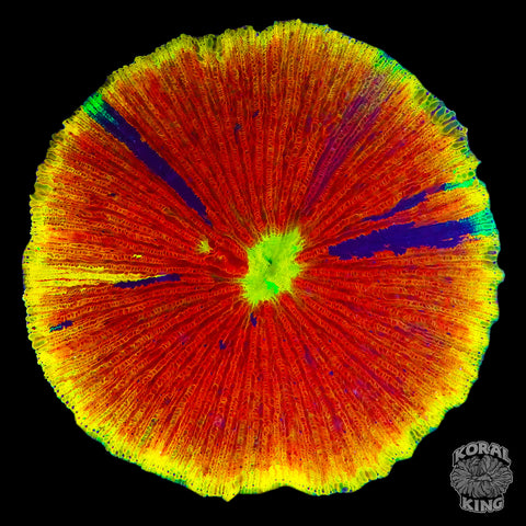 Crazy Cycloseris Plate (1st Place @ Reefstock Denver 2024)