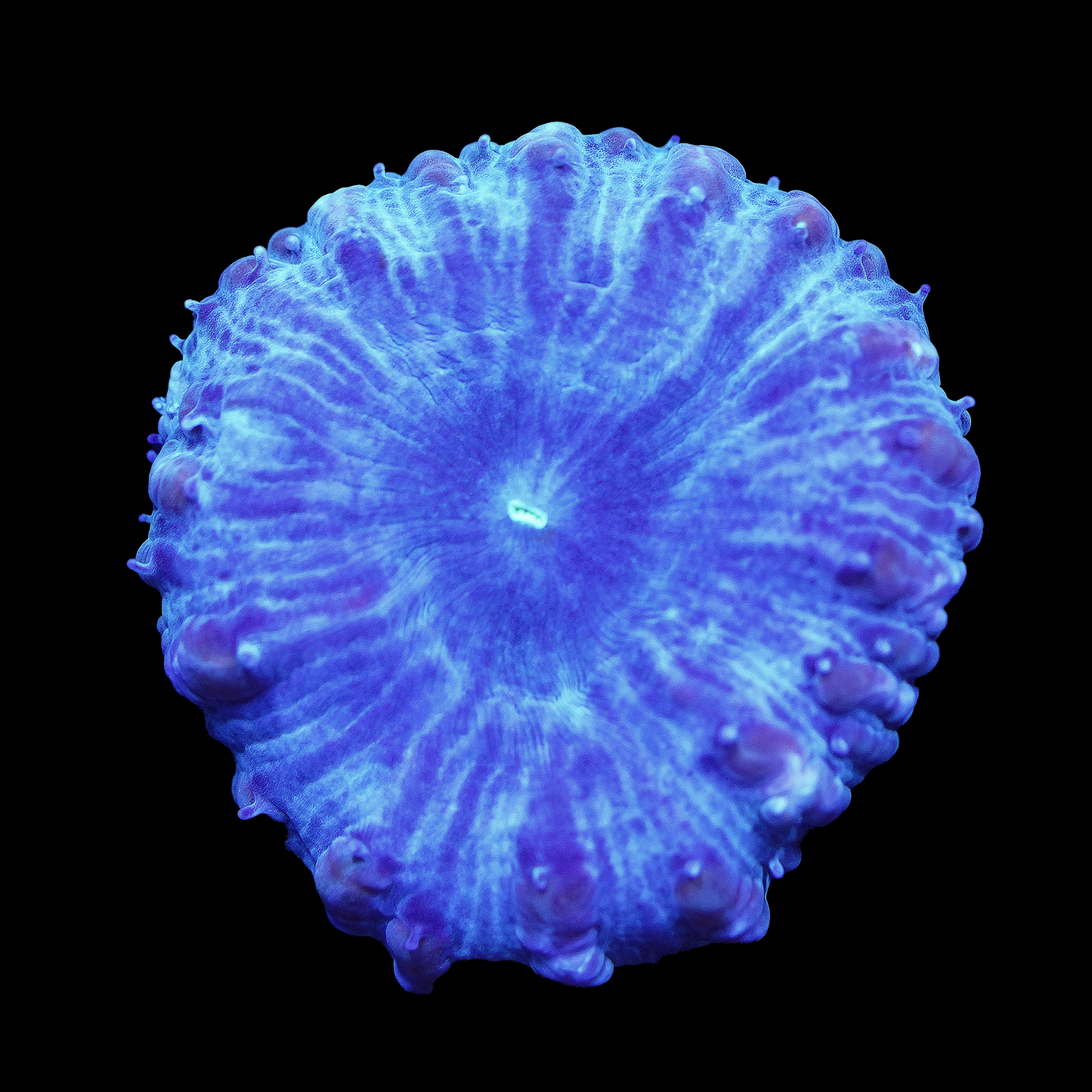 Cyan Blasto