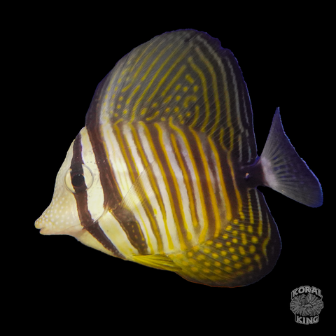 Desjardini Sailfin Tang - Koral King
