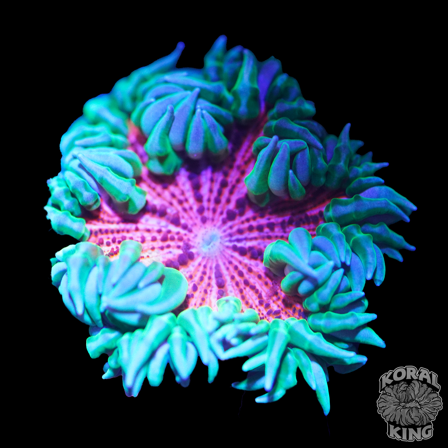 Daisy Rock Flower