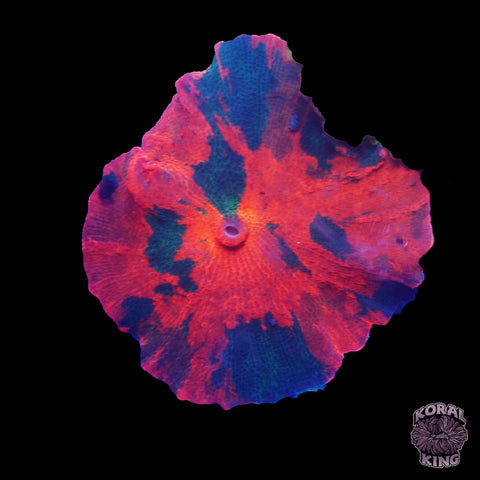 Ultra Candy Crush Mushroom