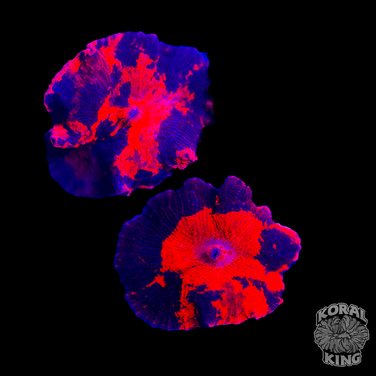 Ultra Indo Deadpool Mushroom