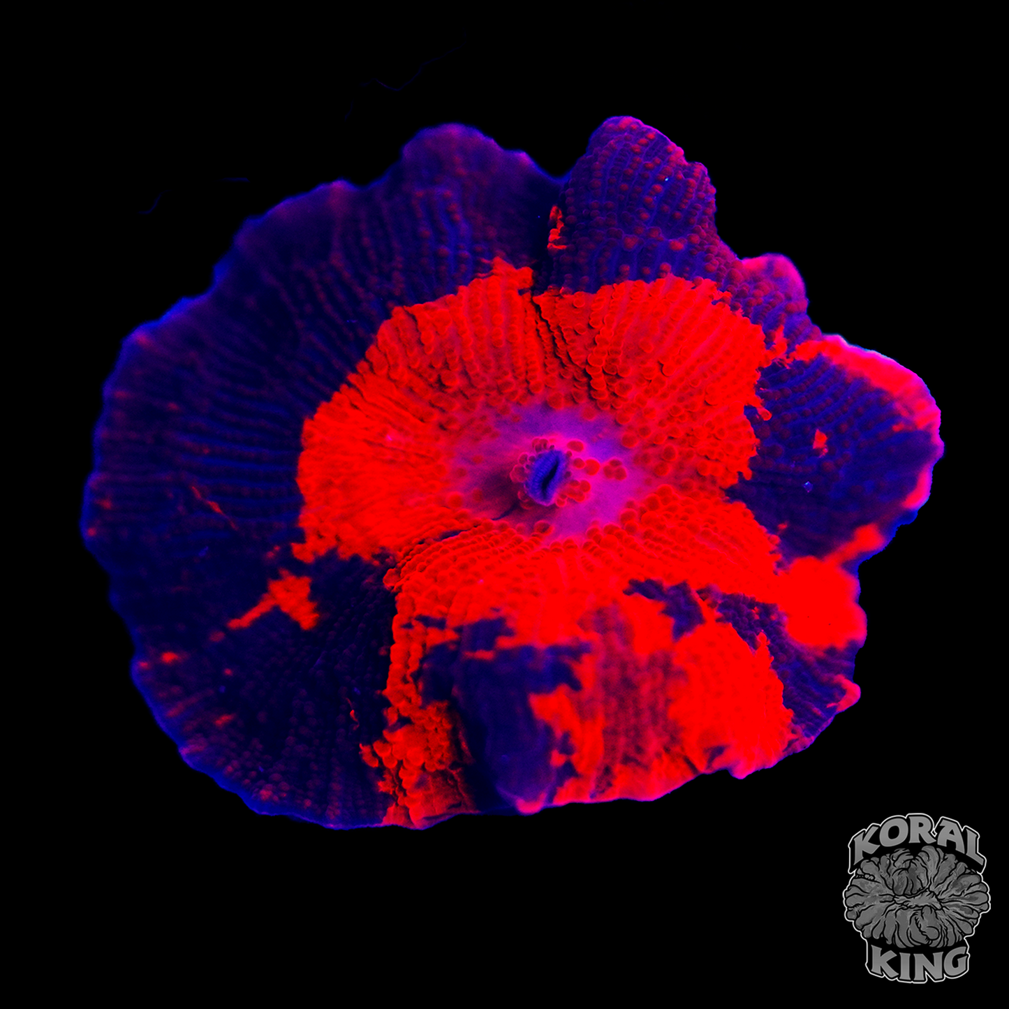 Ultra Indo Deadpool Mushroom