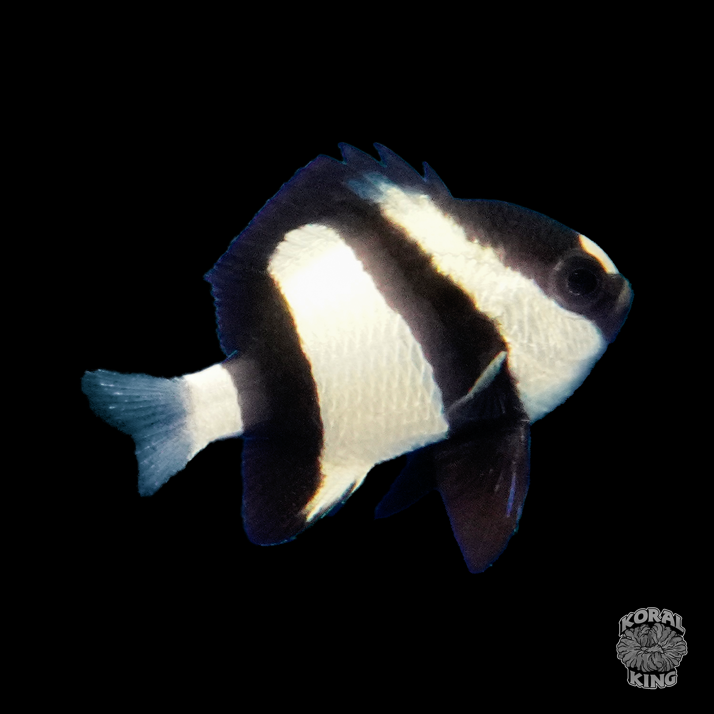 Three Stripe Damsel - Koral King