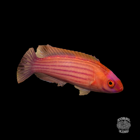 Earl's Fairy Wrasse