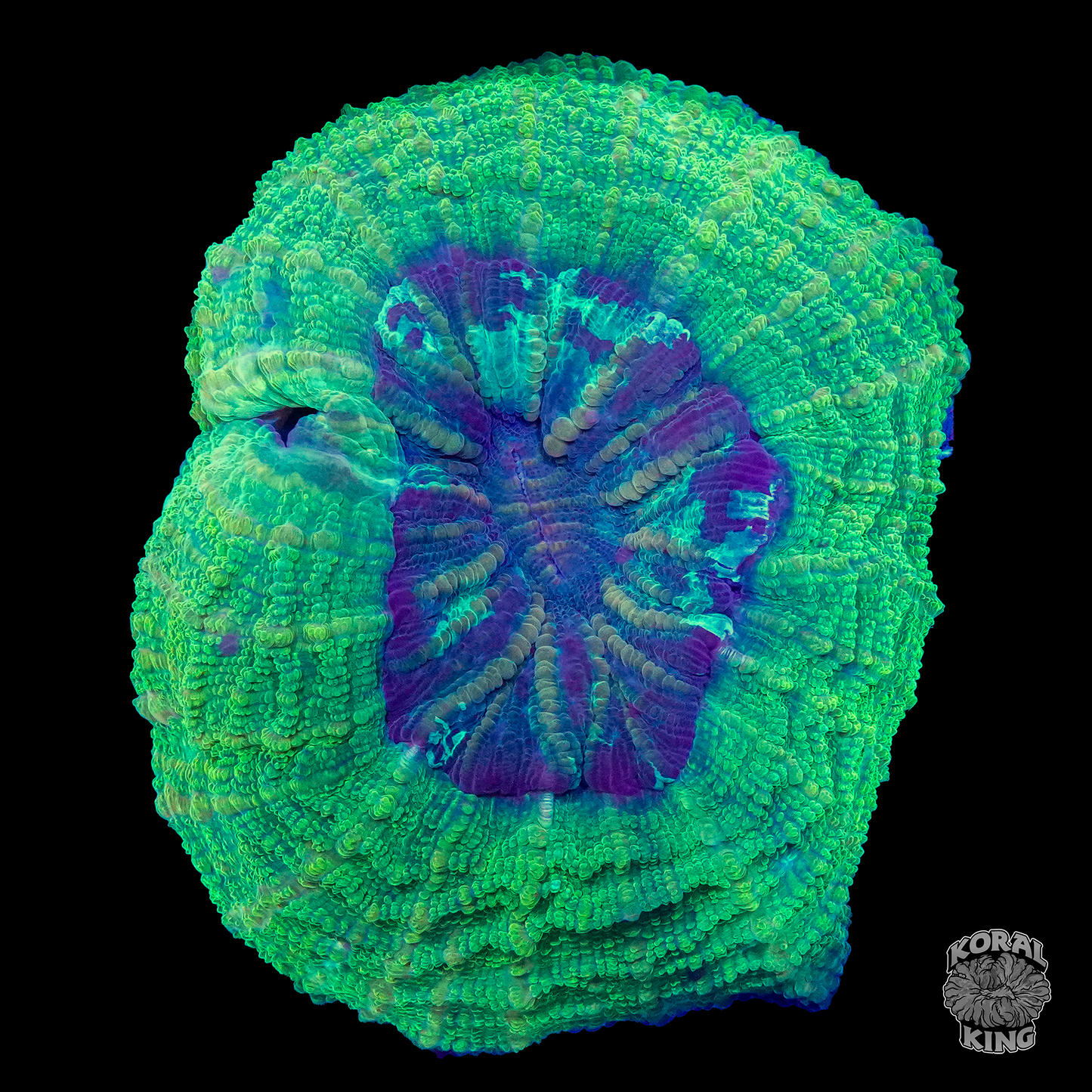 Ectoplasm Acantho- Koral King
