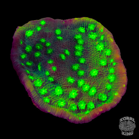 Christmas Cyphastrea