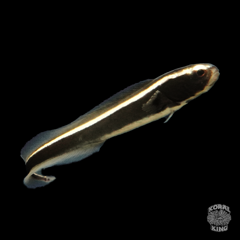 Engineer Goby - Koral King