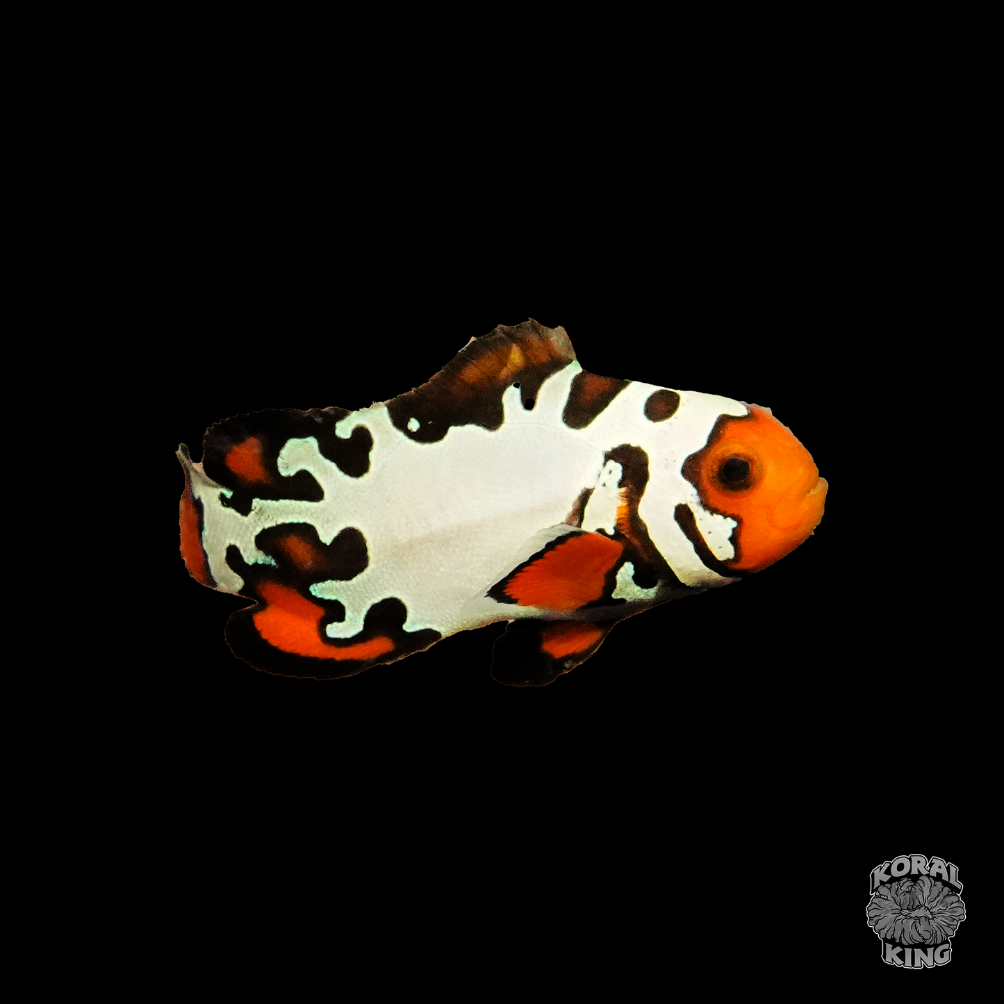 Extreme Starburst Clownfish