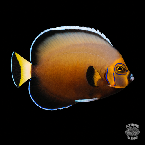 Conspicifer Angelfish (Captive Bred Hybrid)