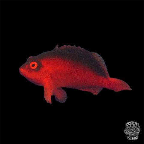 Flame Hawkfish - Koral King