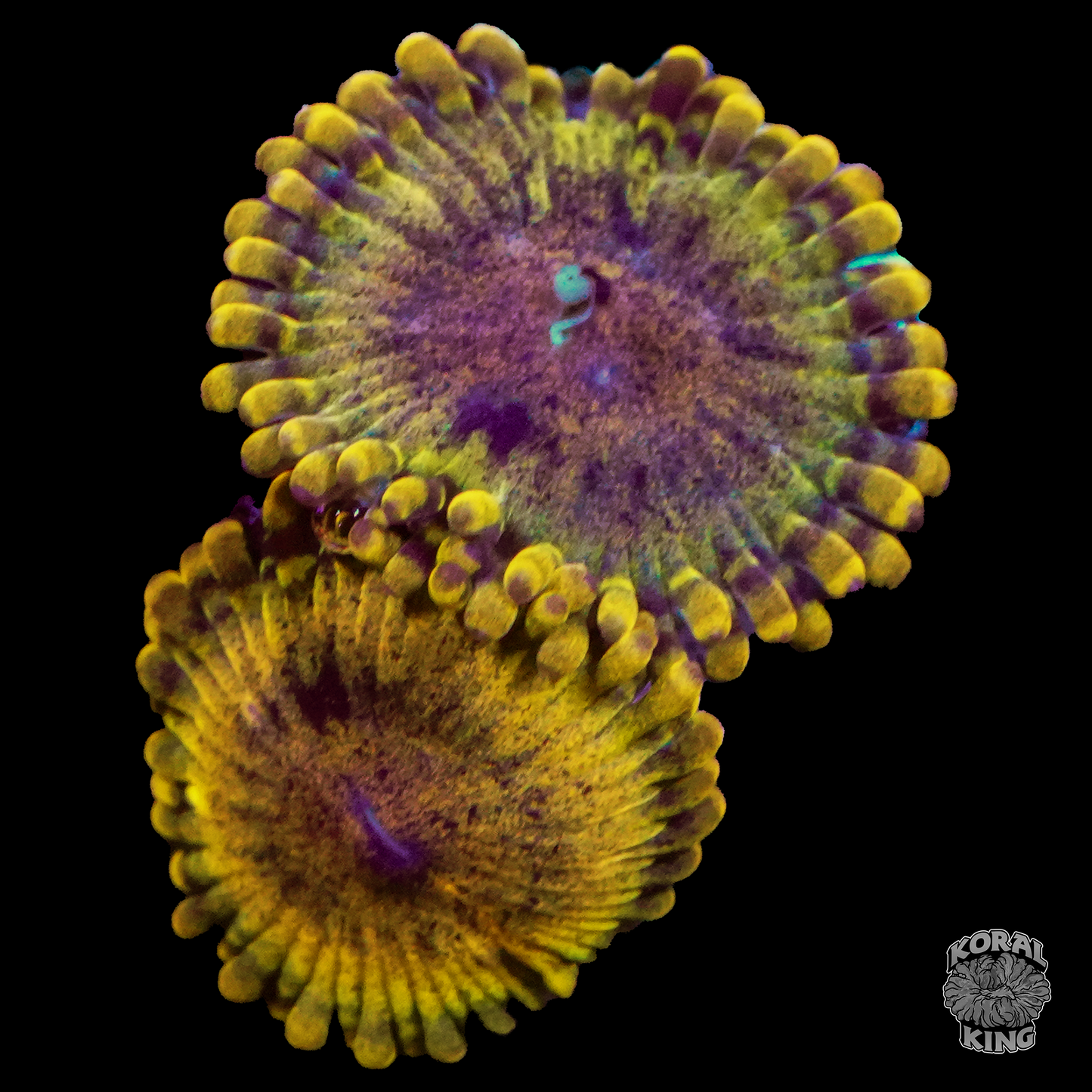 Fools Gold Zoa - Koral King