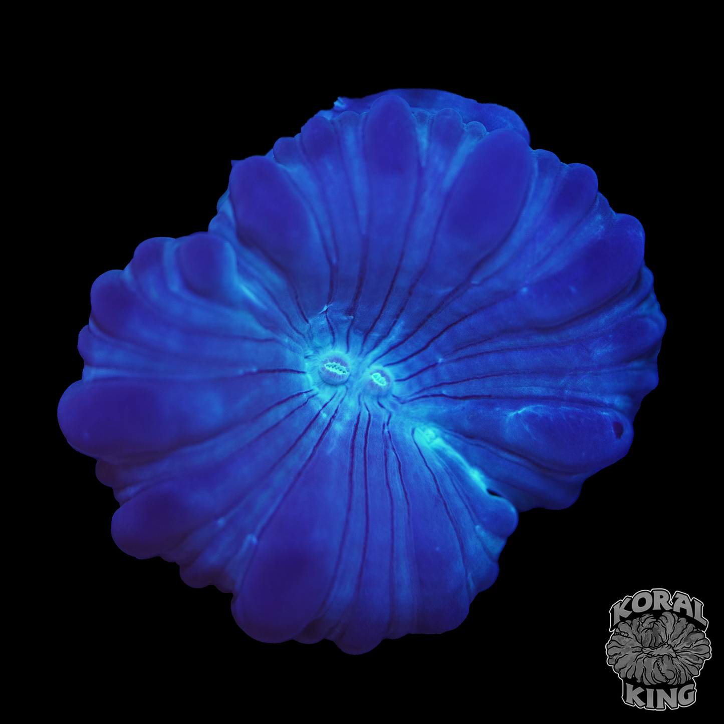 Fox Coral - Koral King