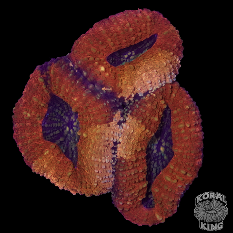 Grafted Lobophyllia