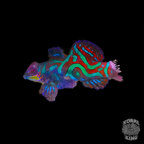 Green Mandarin Dragonet - Koral King