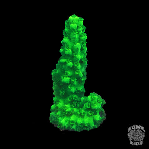 Grinch Pee Pee Acropora