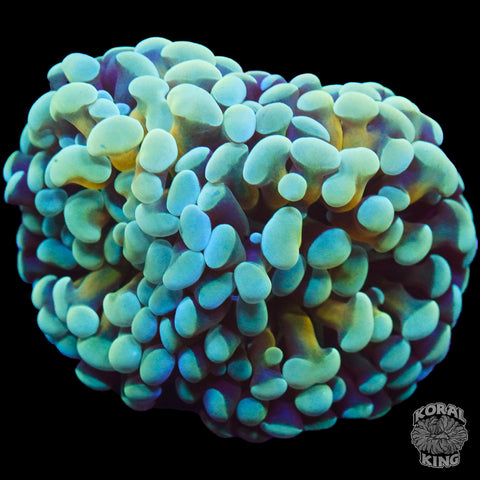 Hammer Frag