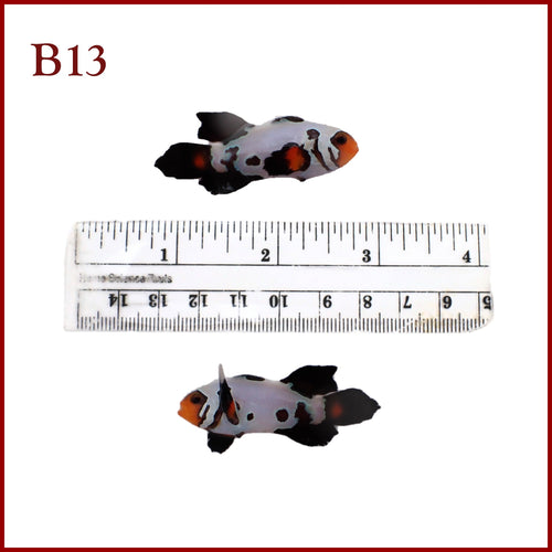 B13 Large Frostbite Longfin Clownfish