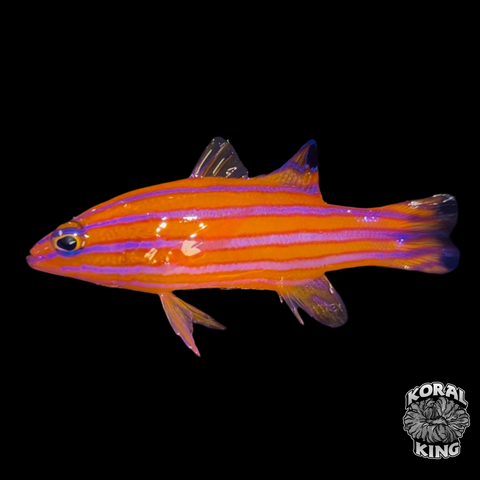 Candy Basslet