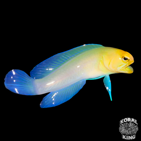 Yellowhead Jawfish